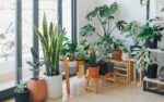 Houseplants Are Usually Better Outdoors Rather Than Indoors