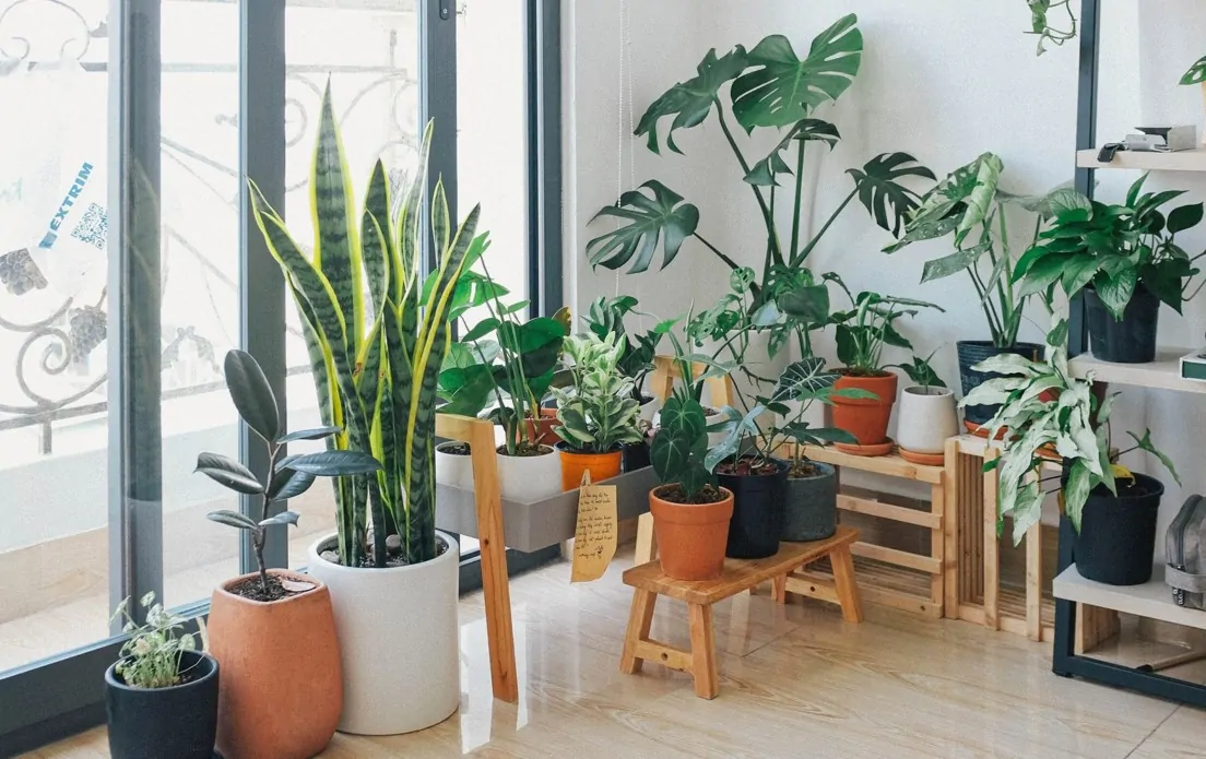 Houseplants Are Usually Better Outdoors Rather Than Indoors