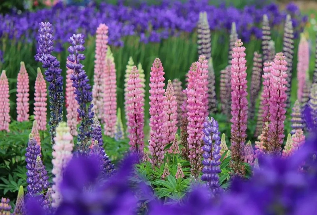 Lupines Are Always A Charming Choice For The Cottage Garden