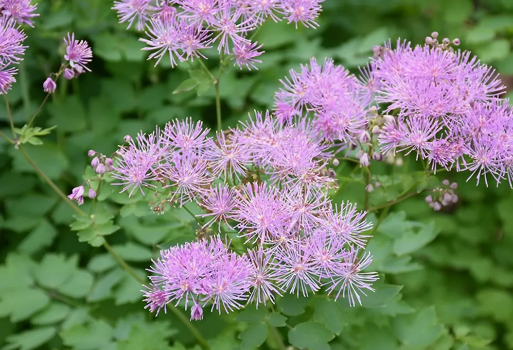 Meadow Rue A Joyous Plant