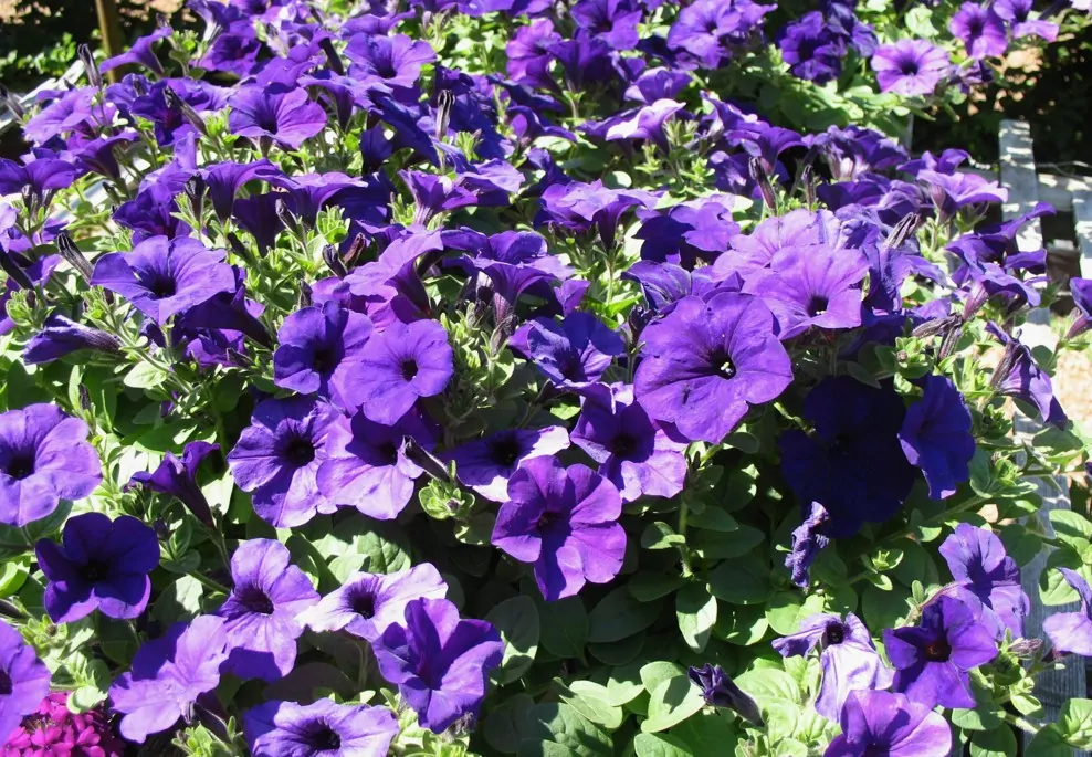 Wave Petunias 5 Reasons To Love Them