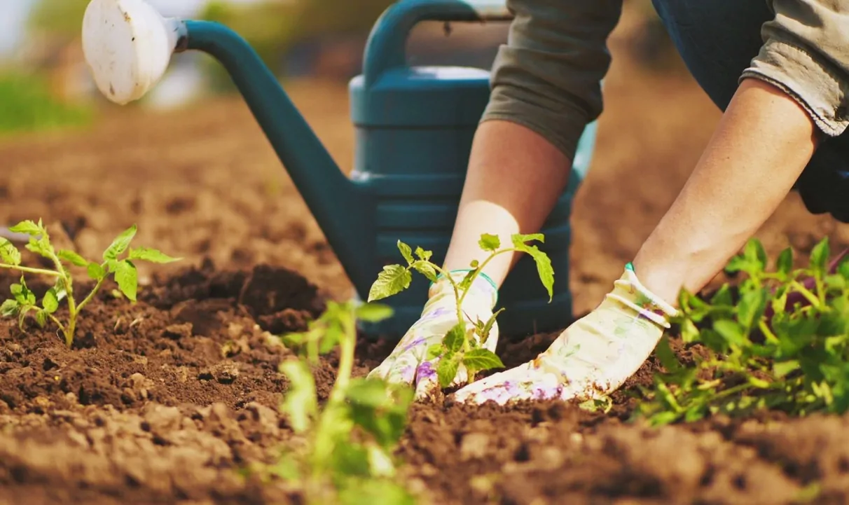 Gardening Psychological Benefits