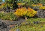 Hawaii Tropical Gardens