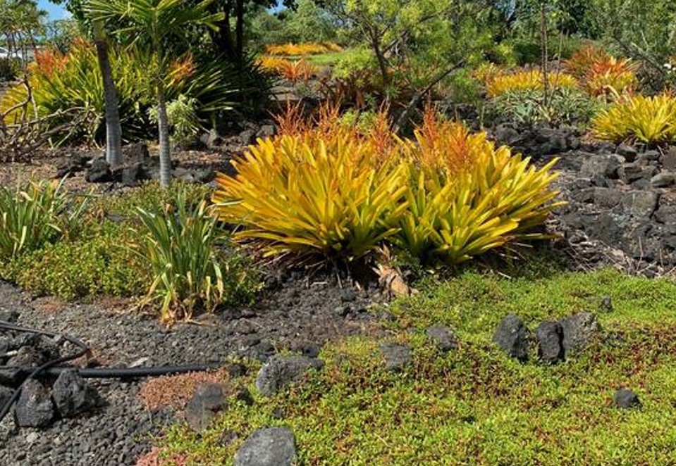 Hawaii Tropical Gardens
