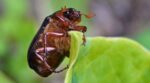 Rid Of June Bugs