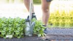 Transplanting Spade