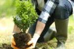Autumn Gardening: 5 Key Tasks for Thriving 2026 Outdoor Space