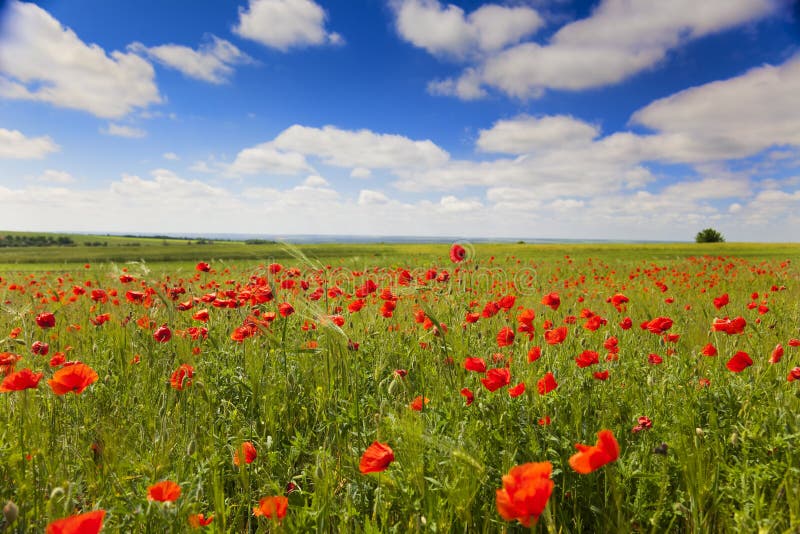 Colorful rainbow meadow with red yellow and green wildflowers