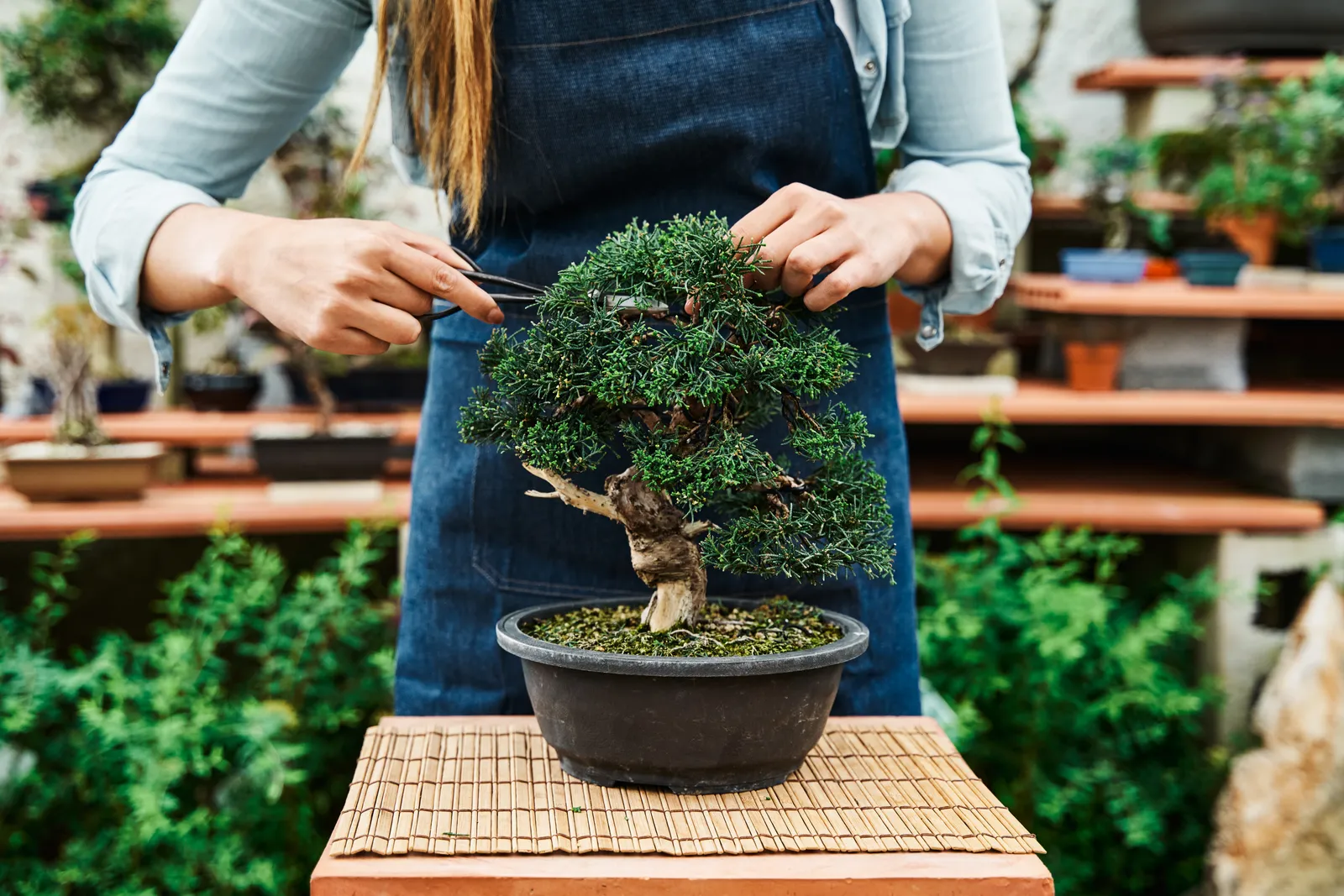 Fond Of Gardening? Try Your Hand At These 3 Bonsai Trees