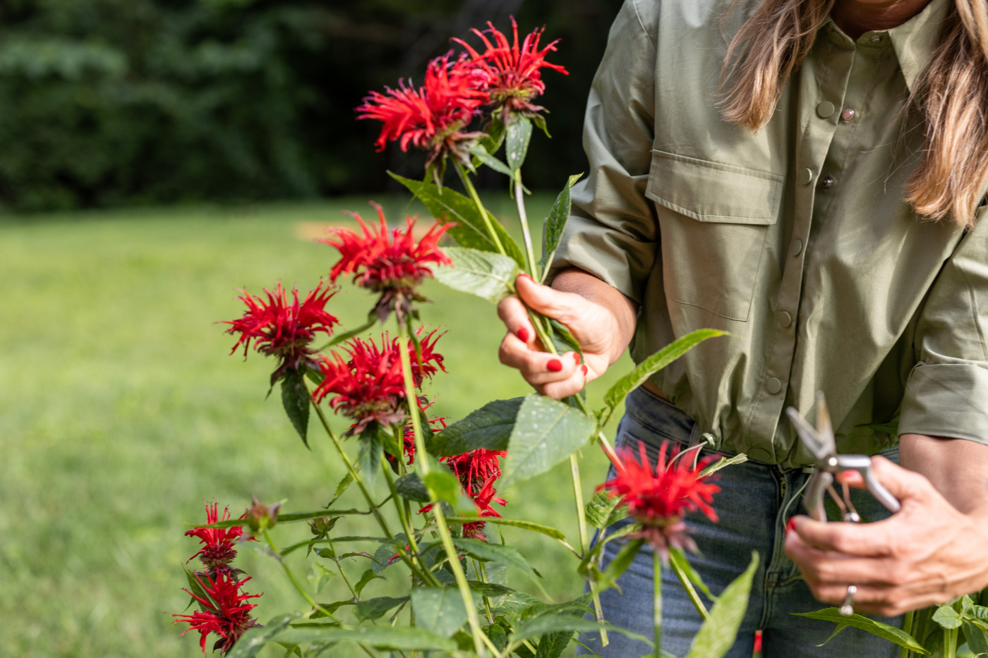 Red bee balm and cardinal flower in a meadow pollinator garden