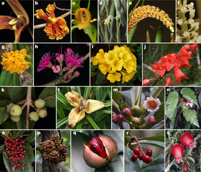 Role of Endemic Plants in Sustaining Island Biodiversity
