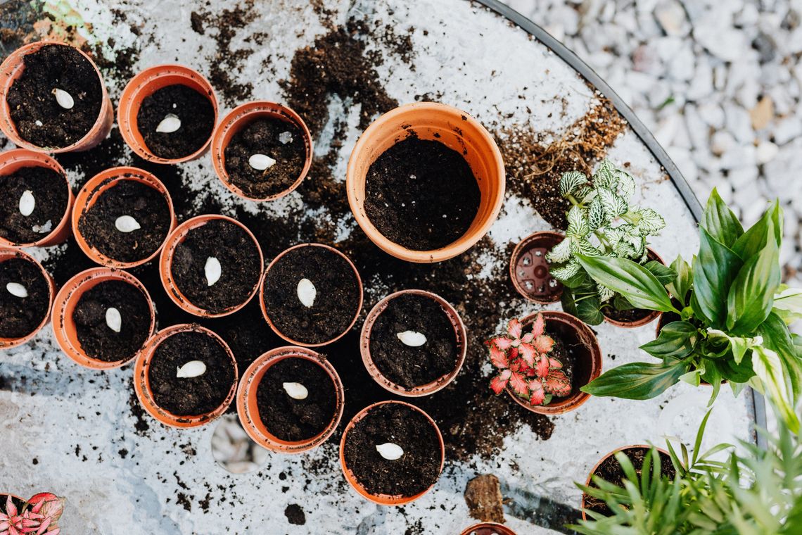 Step-by-Step from Seed to Established Plant