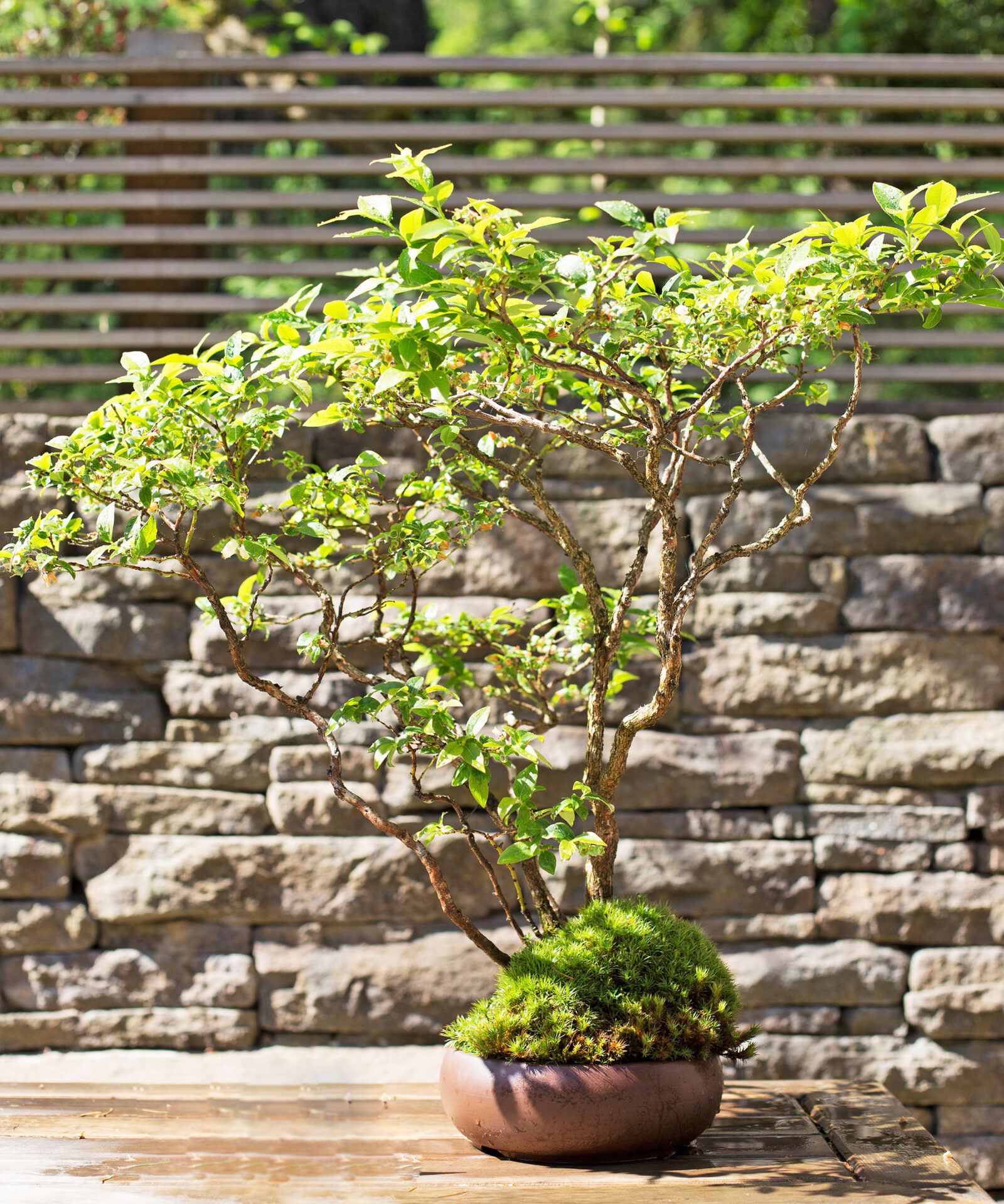 What Makes Bonsai Gardening Unique