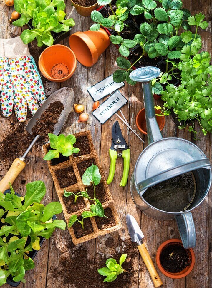 All 7 Frugal Gardening Tips Together in Seasonal Plan