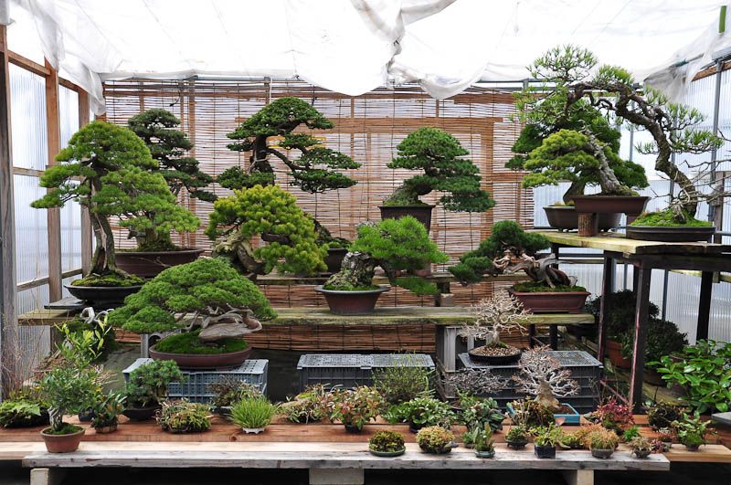 An outdoor balcony garden featuring bonsai trees on a wooden table among potted plants