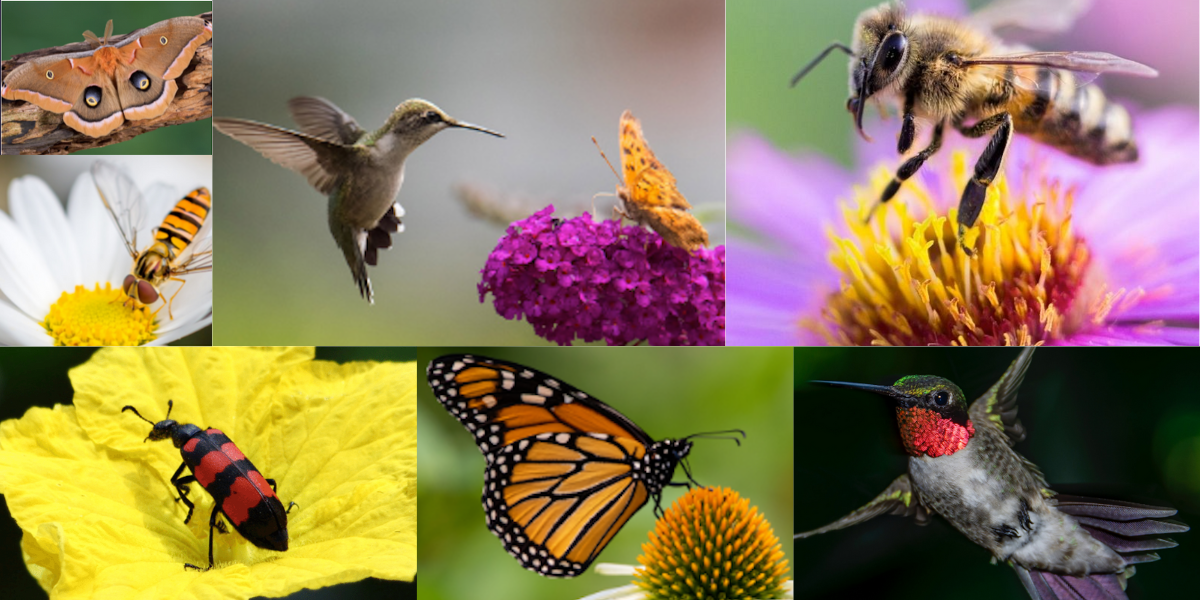 Attracting Pollinators and Wildlife During Summer