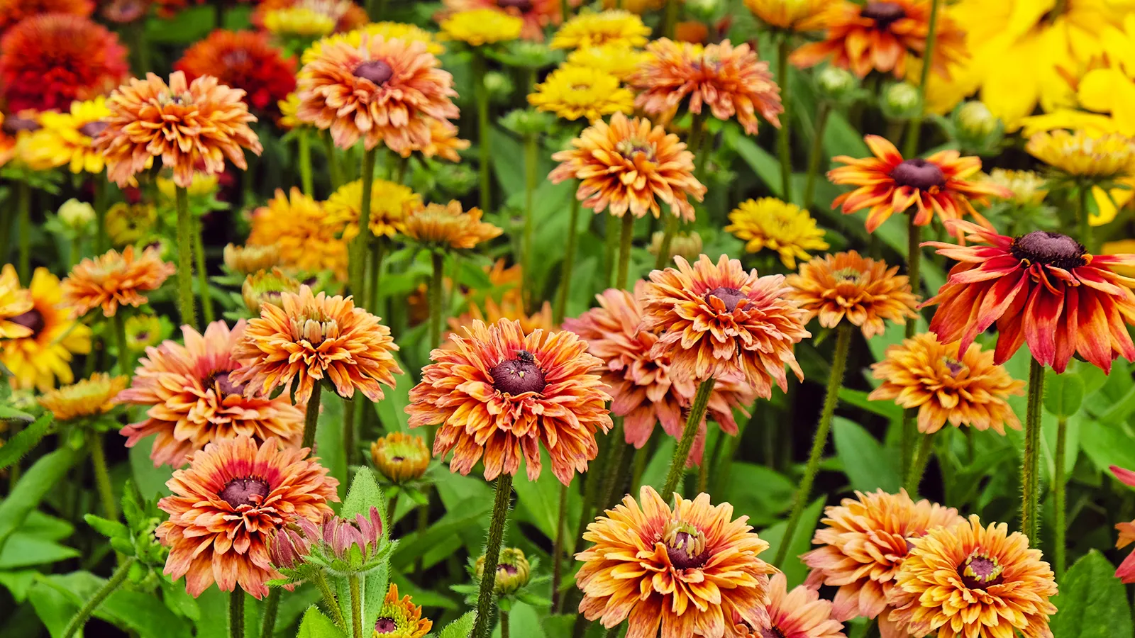 Bright yellow black-eyed Susan (Rudbeckia) flowers in a summer garden