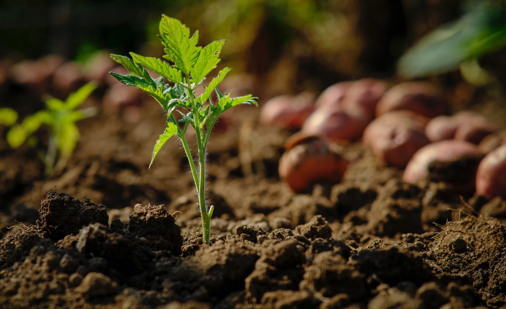 Conditions, Soil, and Site Requirements For Growing
