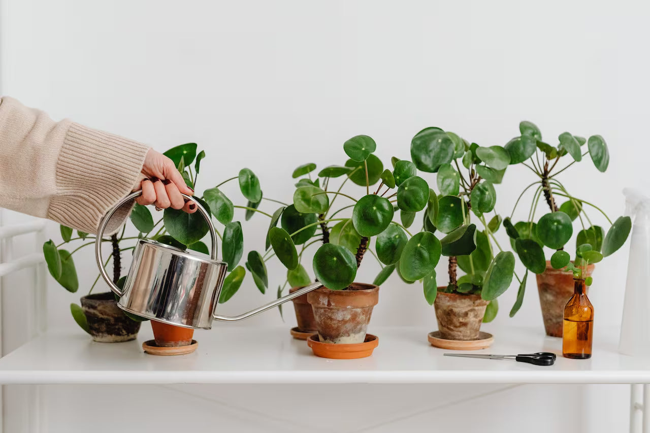 Essential Tools for Watering Plants on High Shelves