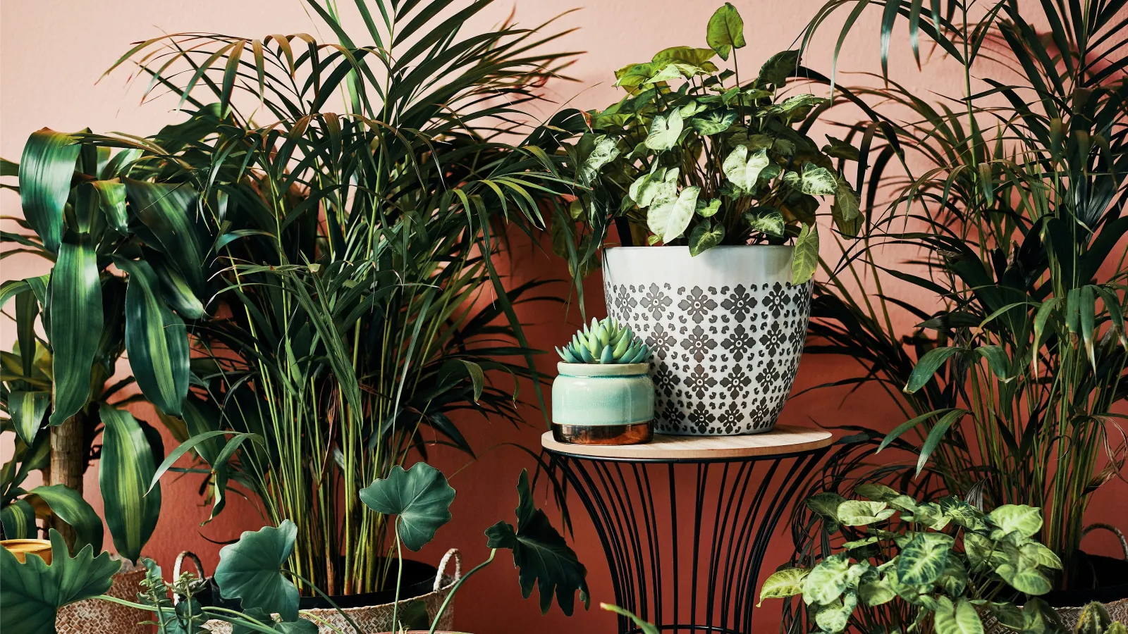 How to Move Houseplants Outdoors Safely