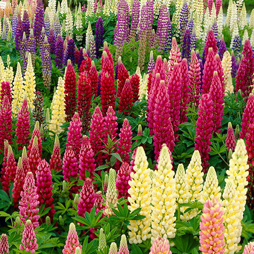 Lupines in full bloom in a cottage garden border showing multi-colored flower spikes