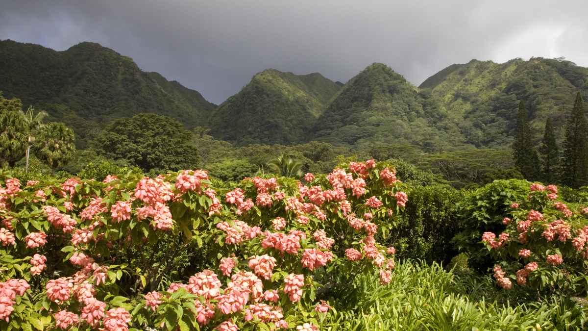 Lyon Arboretum tropical garden canopy Oahu Hawaii conservation landscape