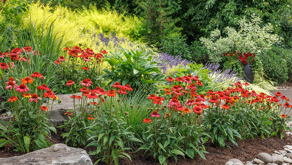 Meadow Rue Companion Planting Designing