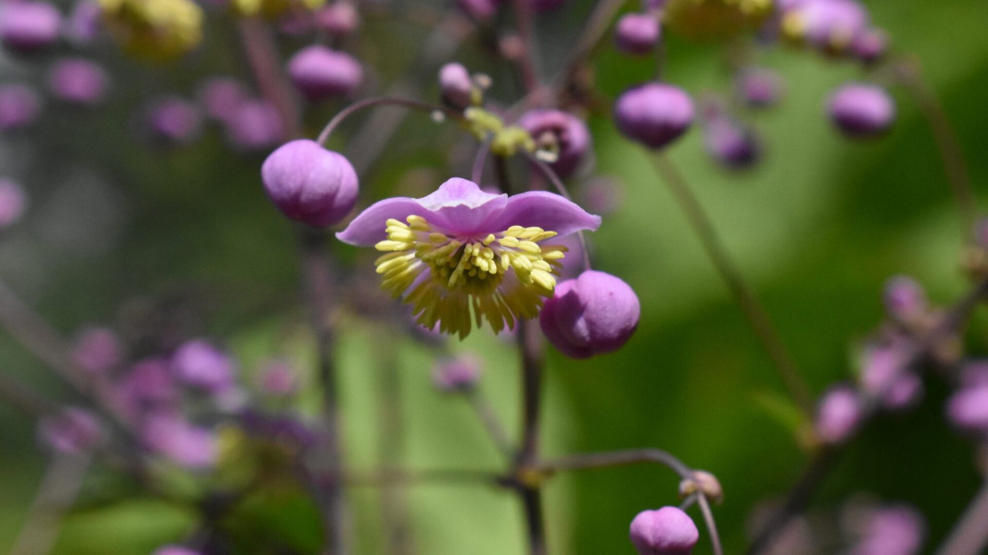 Meadow Rue Thalictrum rochebrunianum purple flowers in garden borde