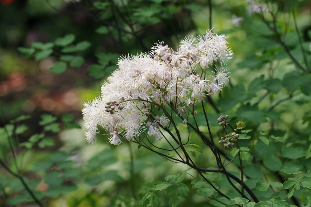 Meadow Rue plant in naturalistic wildflower garden with native grasses