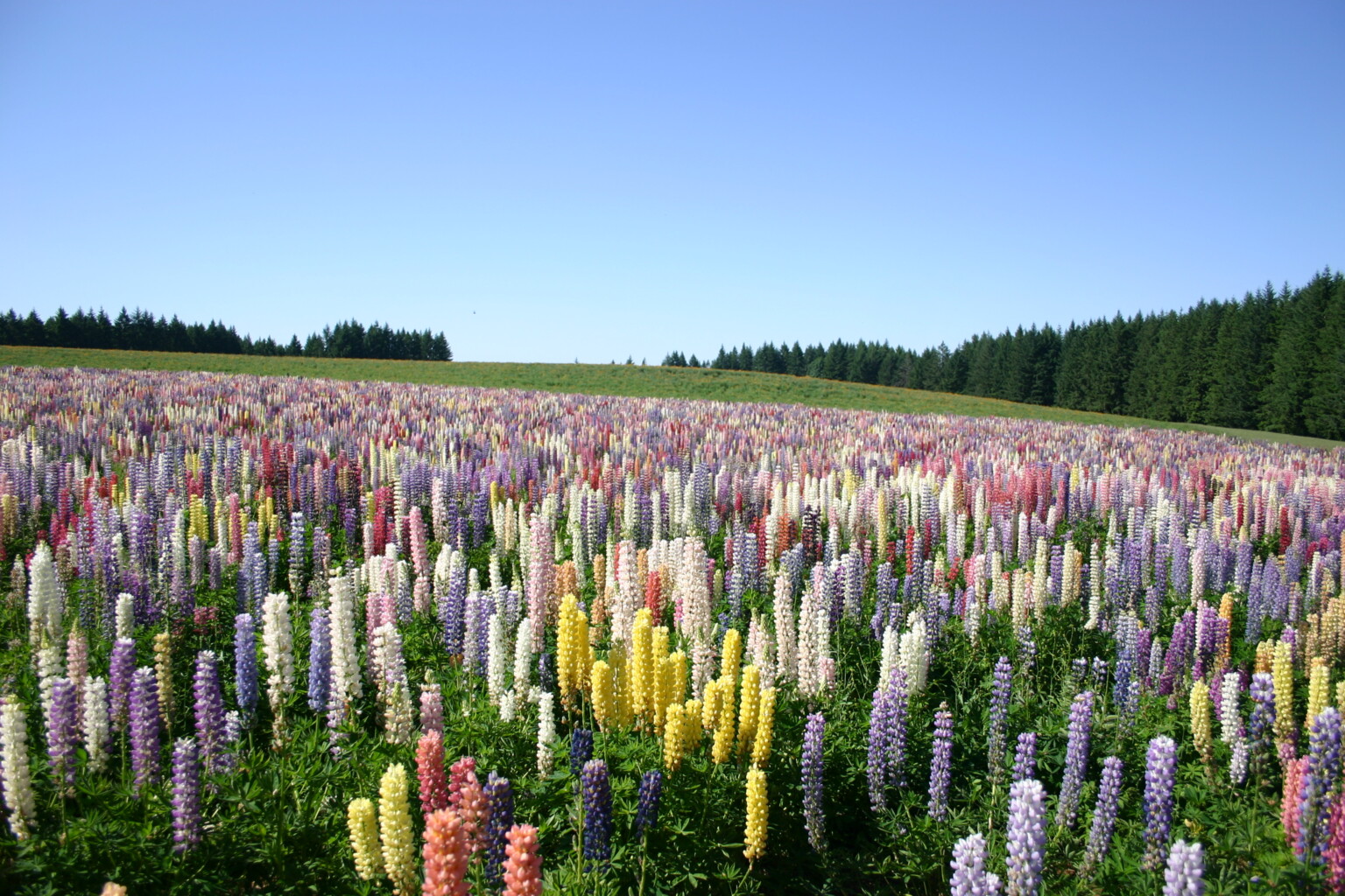 n of Russell Hybrid lupine spike vs. Lupinus perennis naturalized in a meadow setting | Alt text: