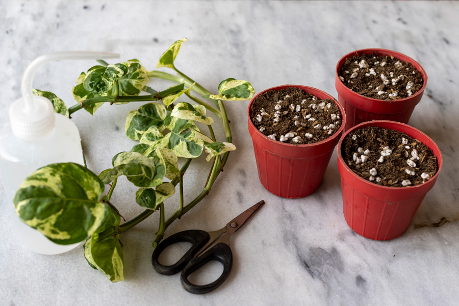 Start Plants From Cuttings Instead of Buying