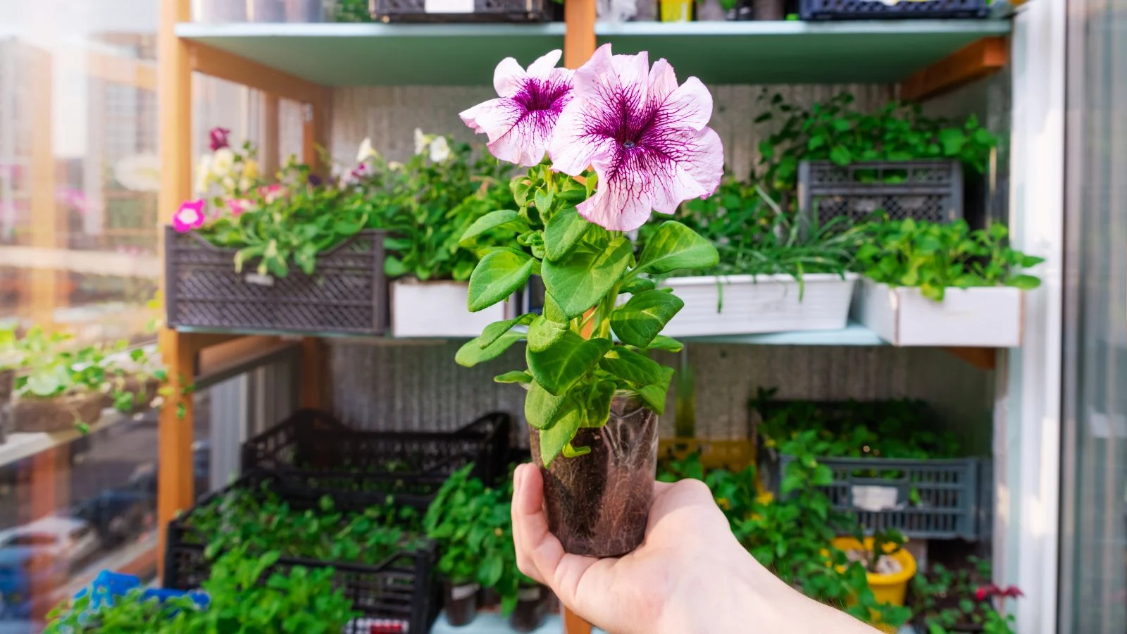 Step-by-Step Maintenance Protocol for Wave Petunias
