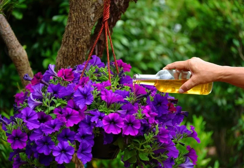 Wave Petunias maintaining full bloom coverage during summer heat in landscape bed