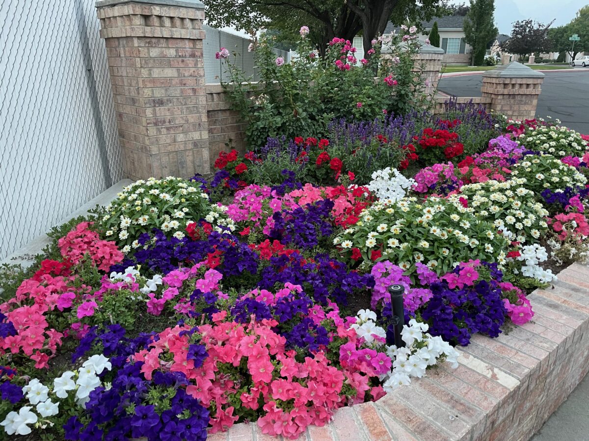 What are Wave Petunia