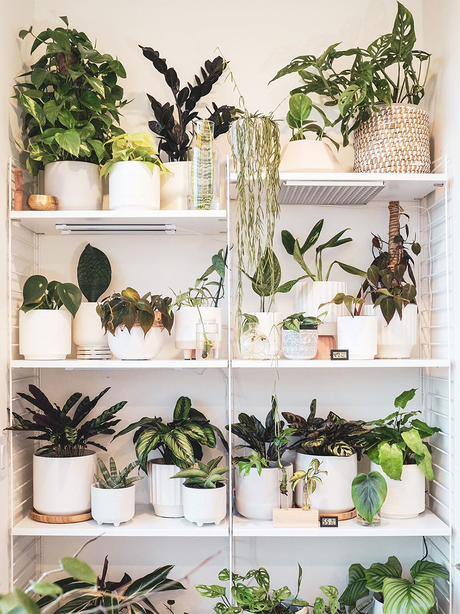 Why High-Shelf Plants Are Popular