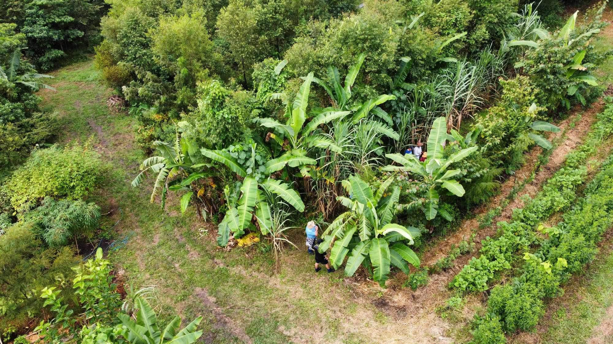 traditional Hawaiian agroforestry multi-layer food forest taro breadfruit tropical garden